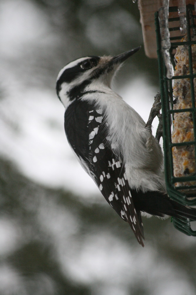 Hungry in the North Woods