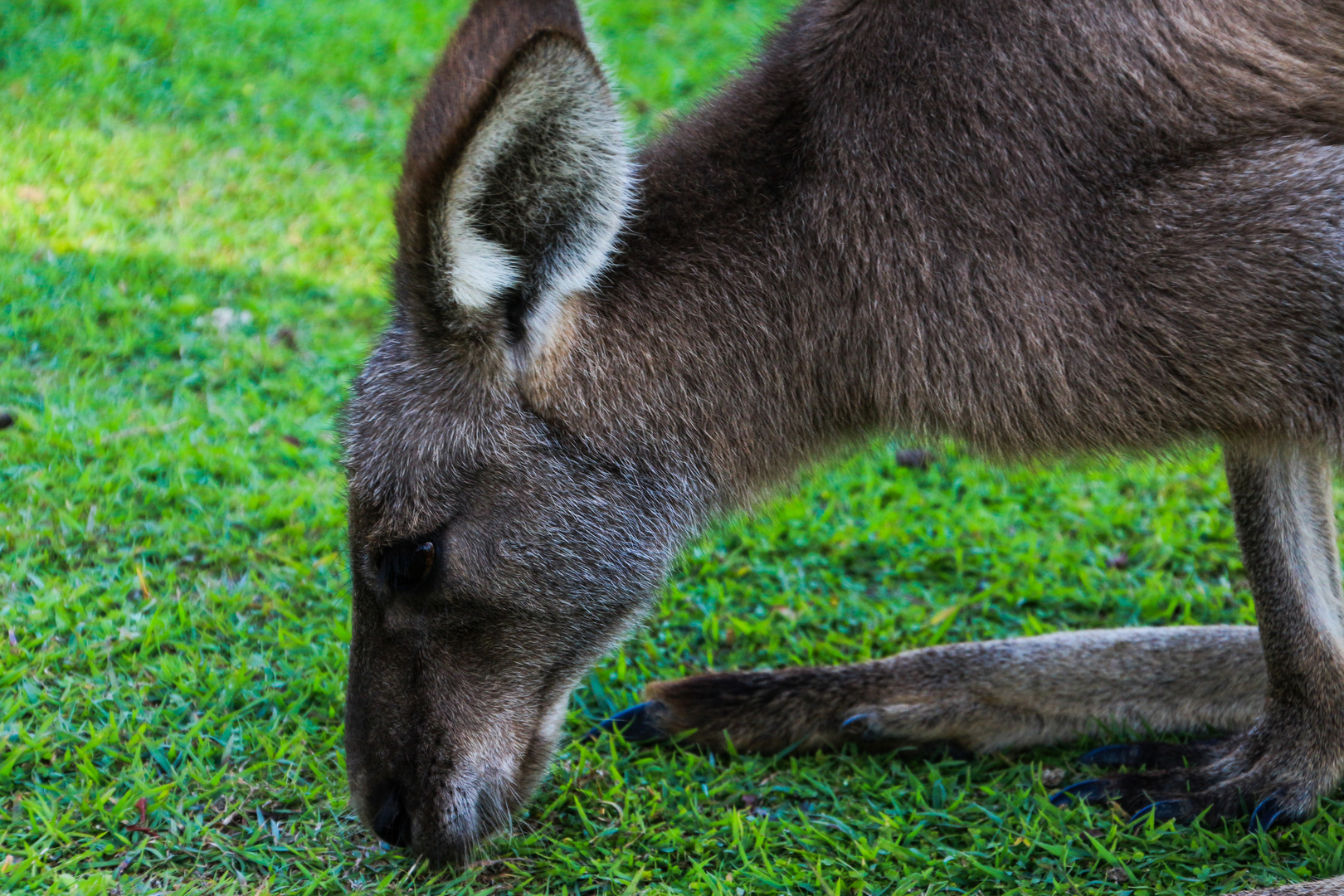 Hungry Kangaroo