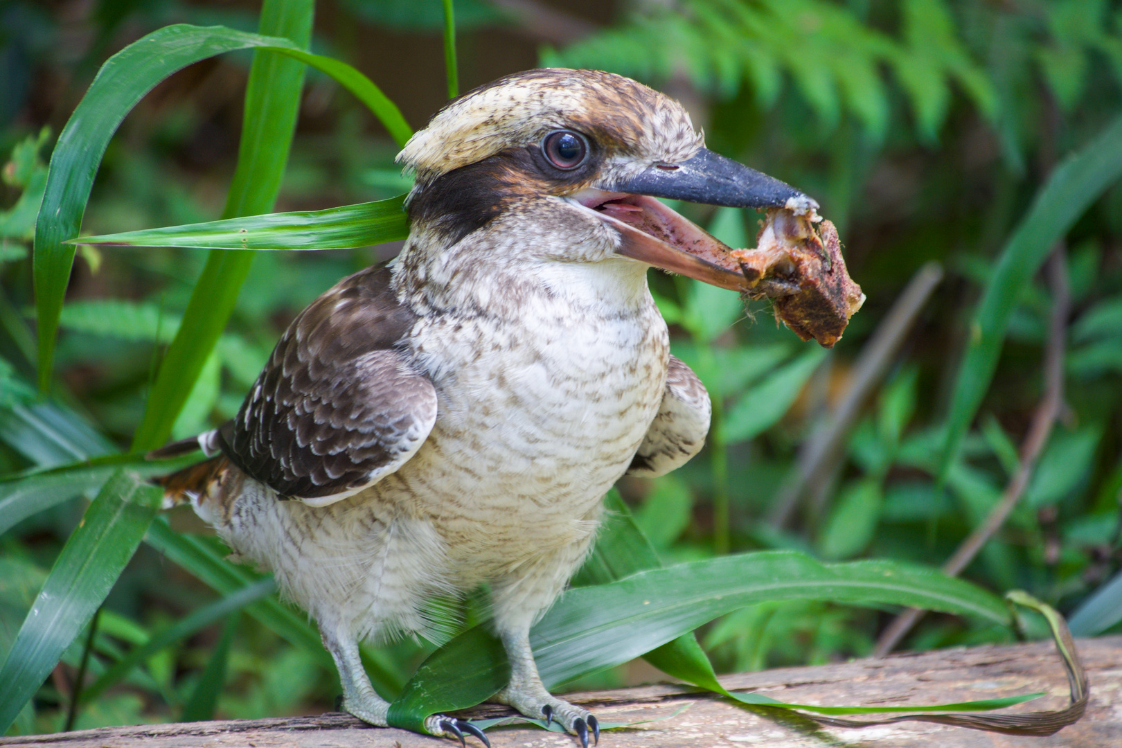 Hungry Kookaburra