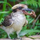 Hungry Kookaburra