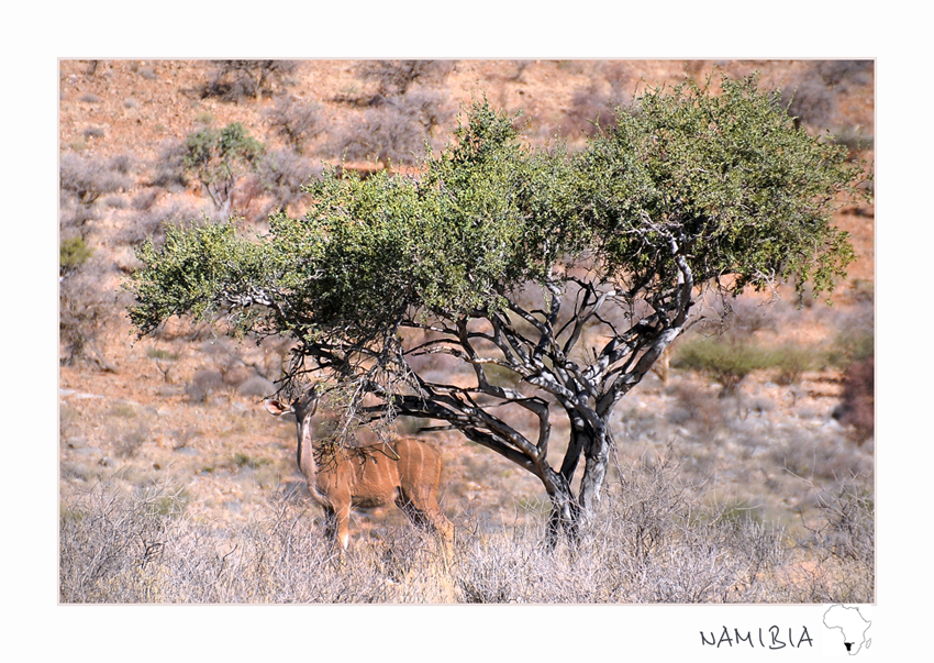 hungry Kudu