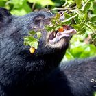 Hungry like a bear - Ucluelet - Vancouver Island BC Canada