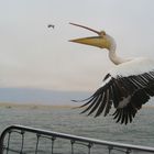 Hungry Pelican