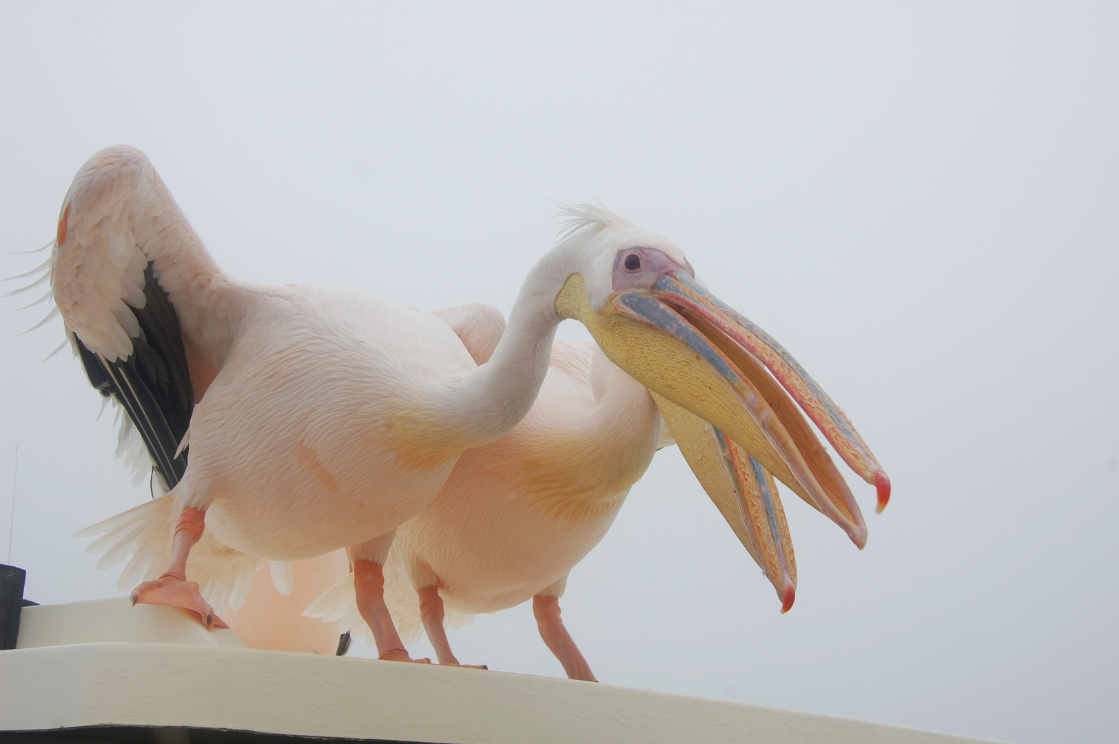 Hungry pelicans