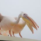 Hungry pelicans