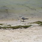 Hungry Sea gull