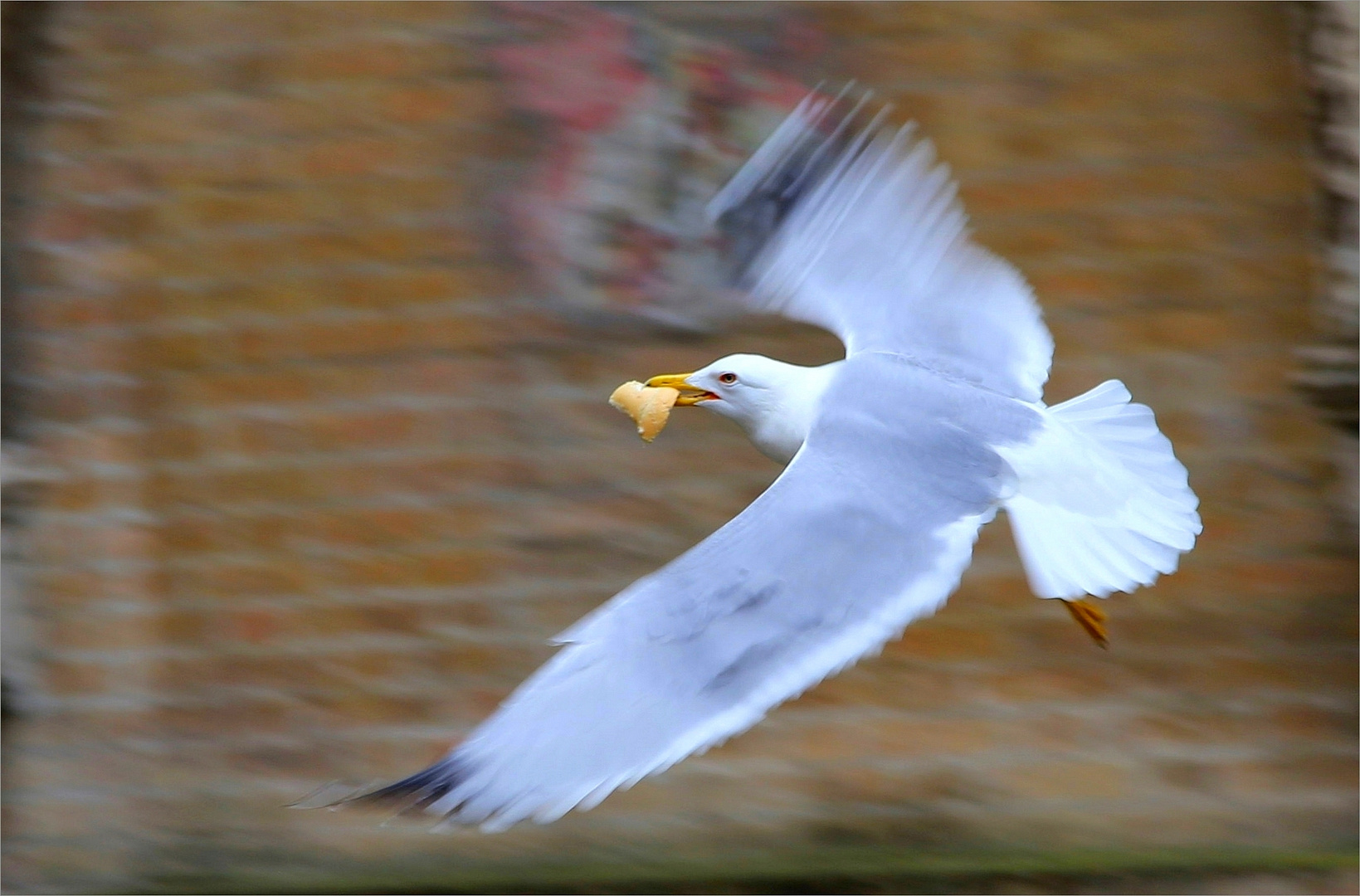 hungry seagull