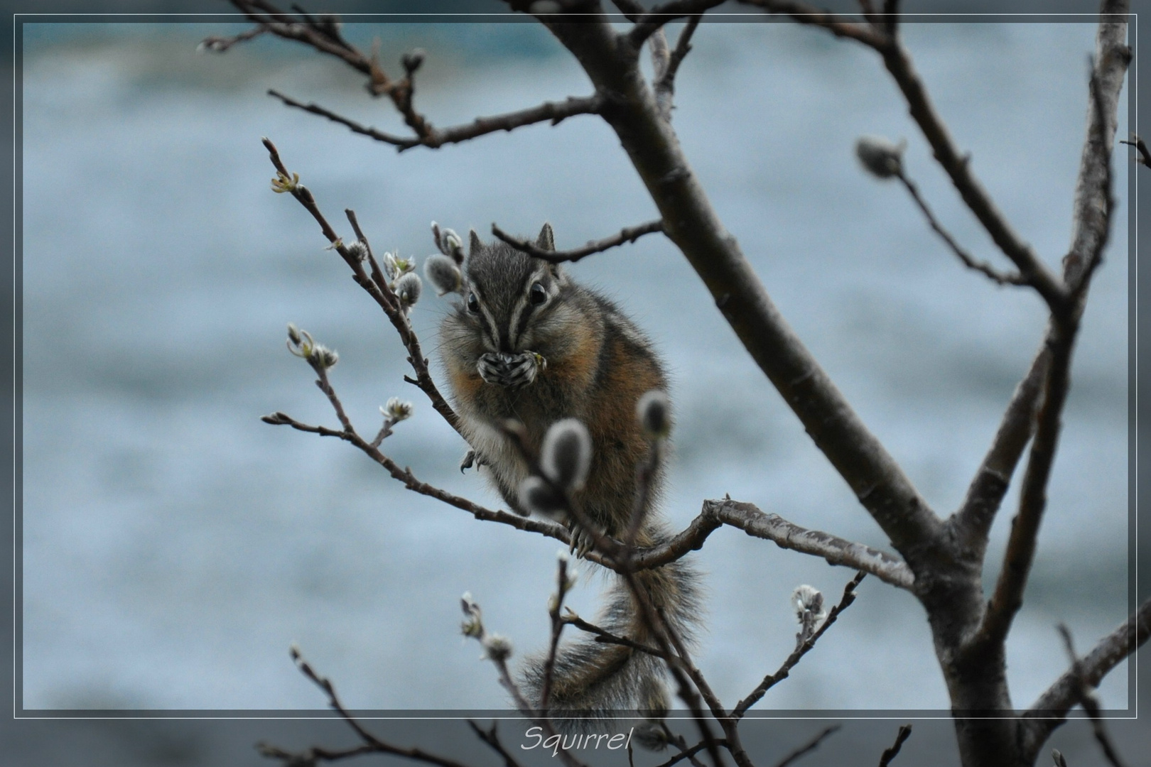 Hungry Squirrel