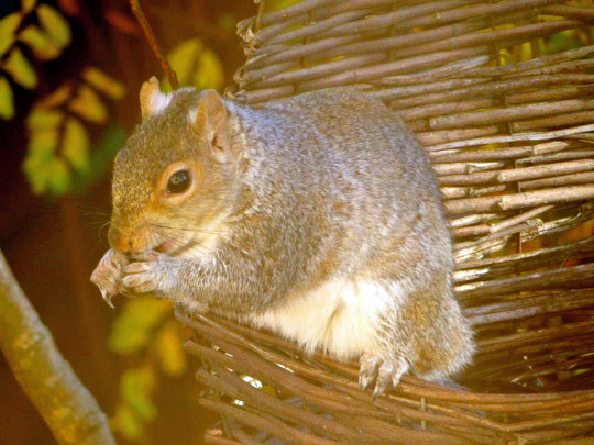 Hungry Squirrel