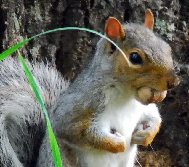 Hungry Squirrel in New York