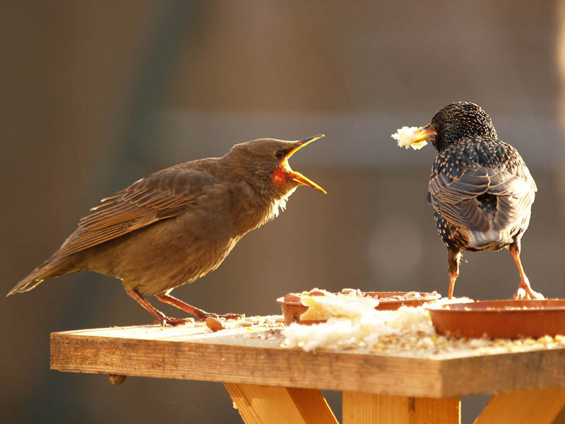 Hungry Starling Baby