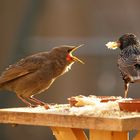 Hungry Starling Baby