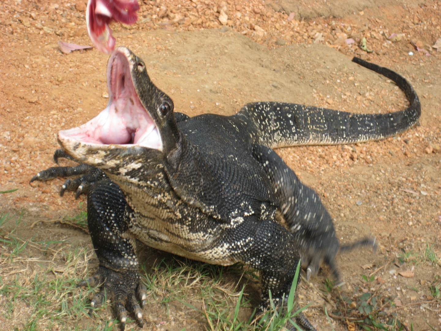 Hungry water monitor