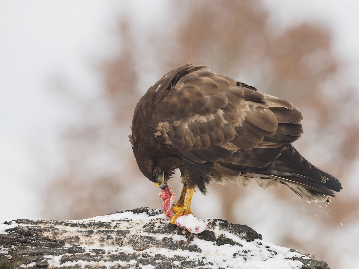 Hungry.Bird.