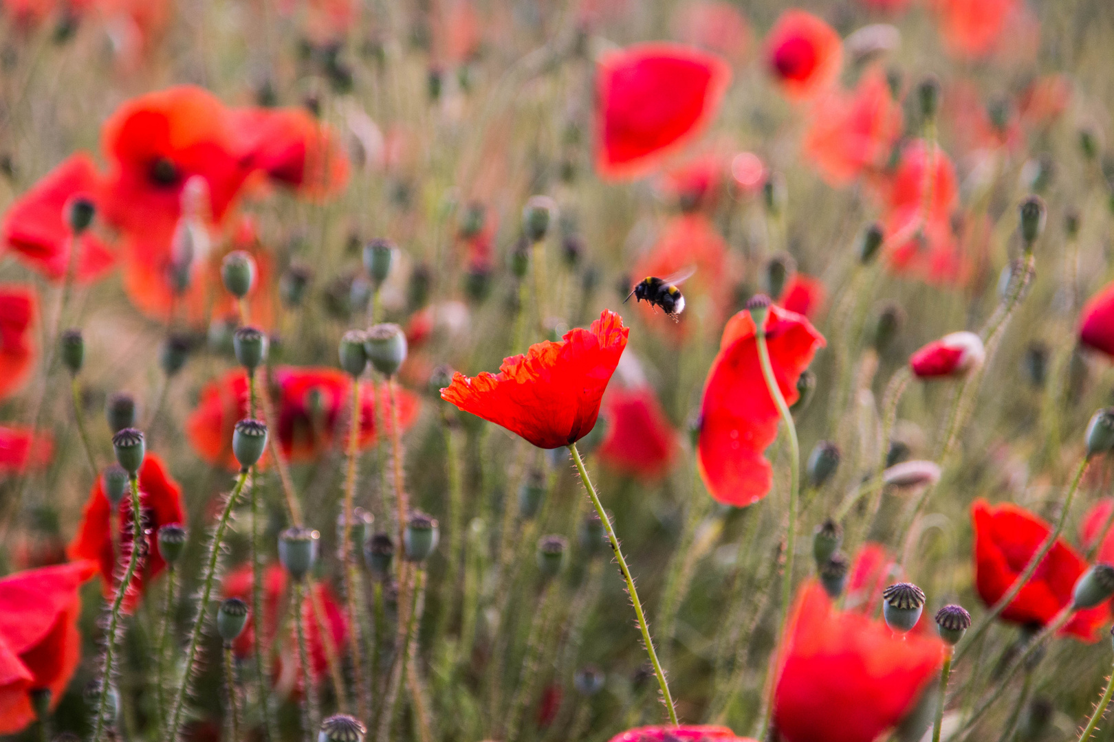 Hunmel am Mohn