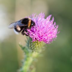 Hunnel auf Distelblüte