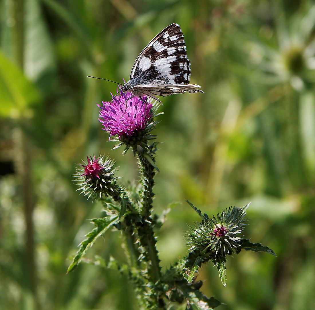 hunriger Schmetterling