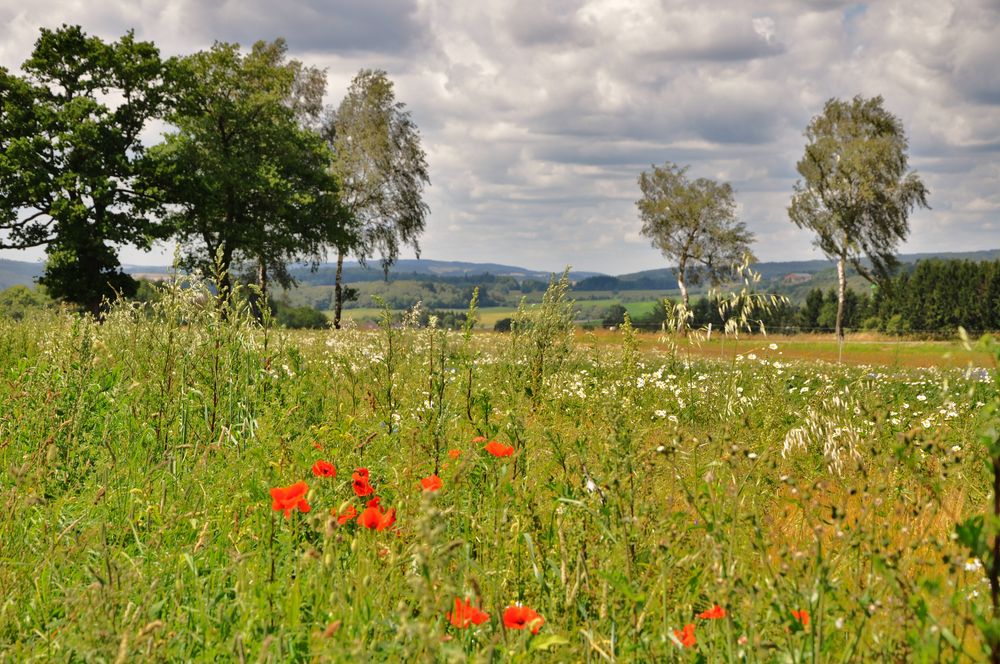 Hunsrück bei Gollenberg