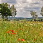 Hunsrück bei Gollenberg