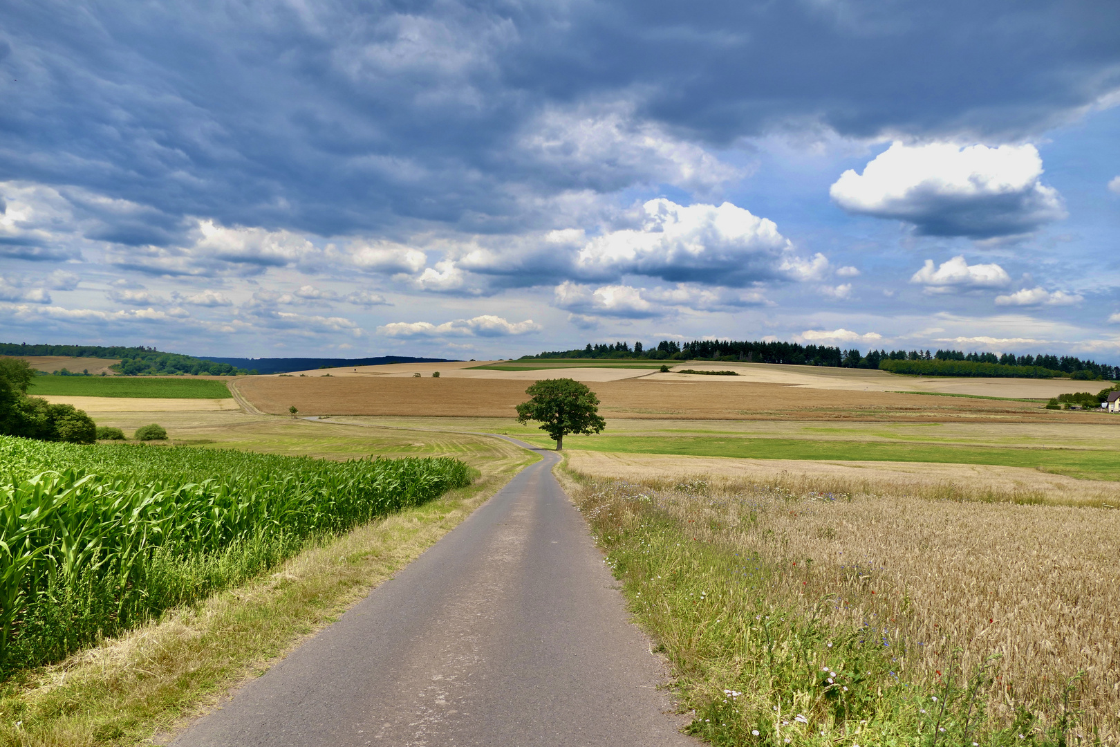 Hunsrück bei Rimsberg