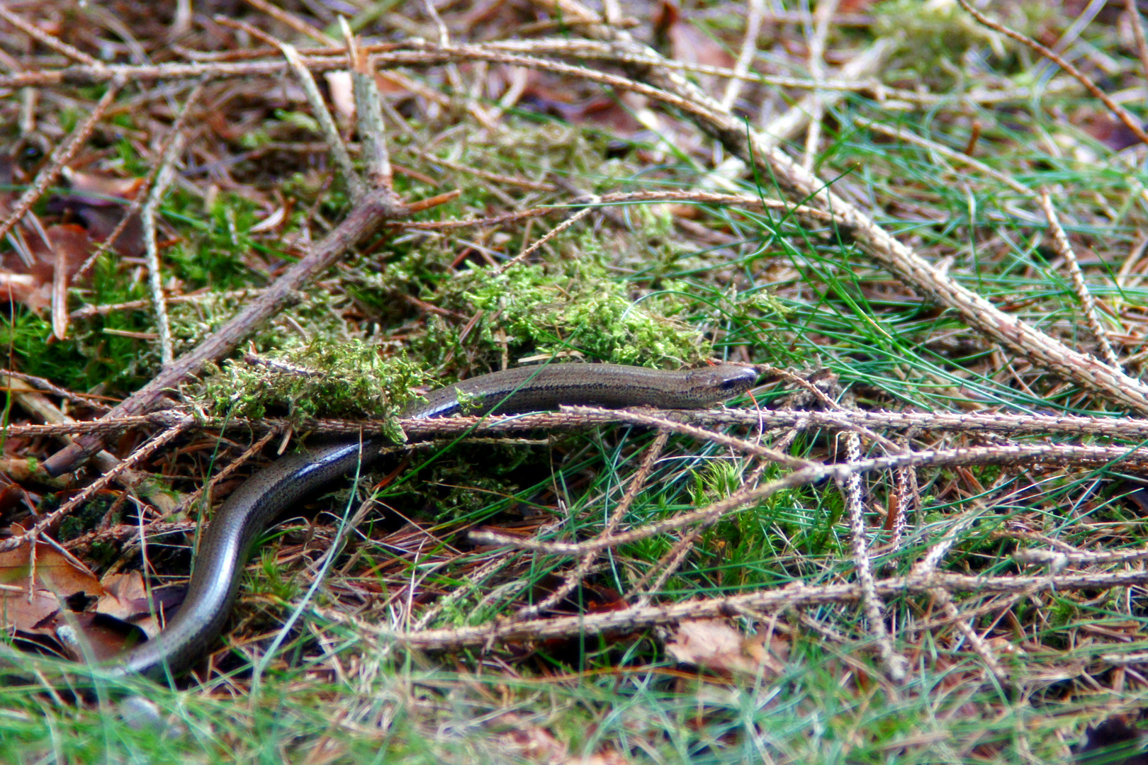 "Hunsrück Blindschleiche"