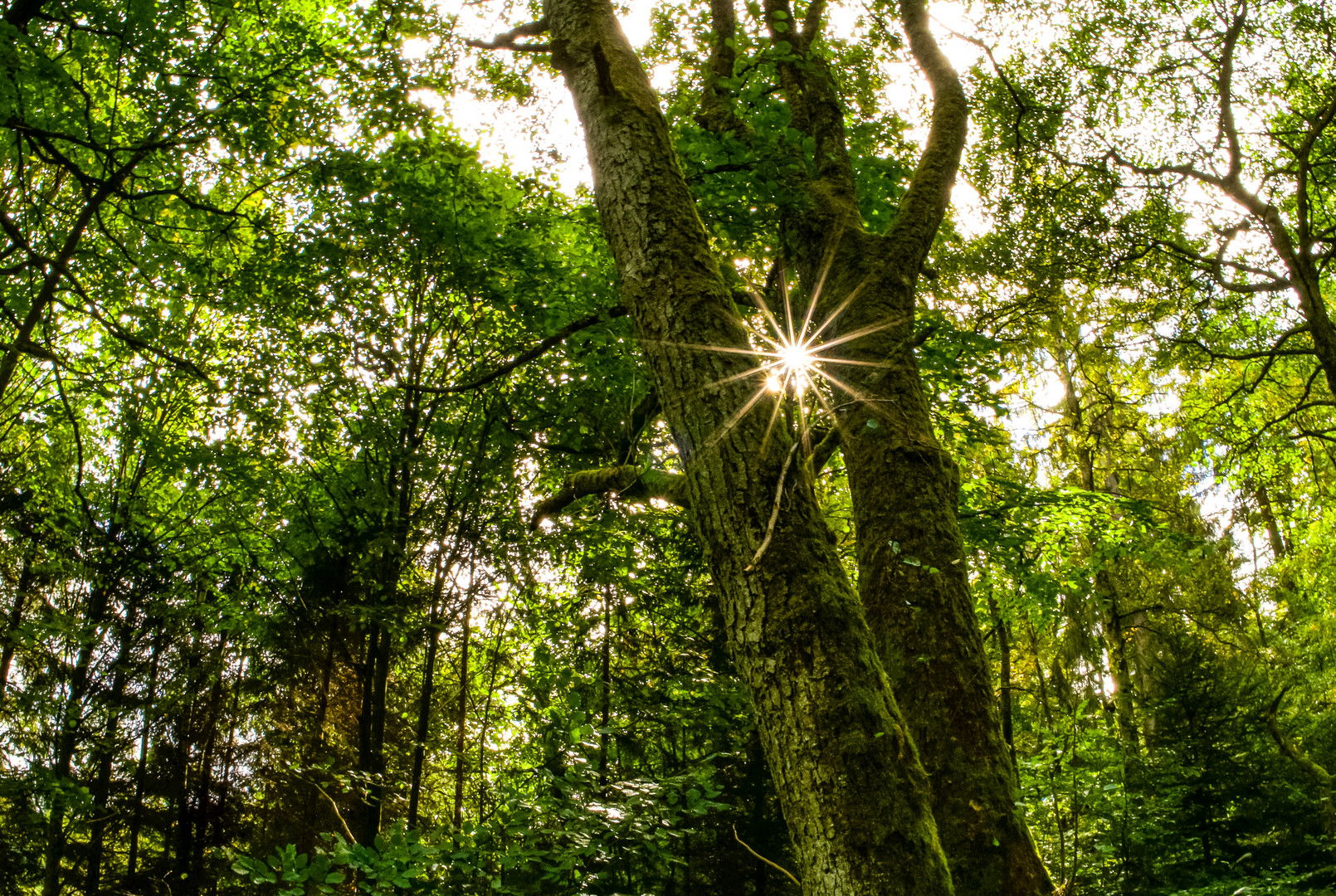 Hunsrückwald Sonntag mit Sonne