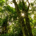 Hunsrückwald Sonntag mit Sonne