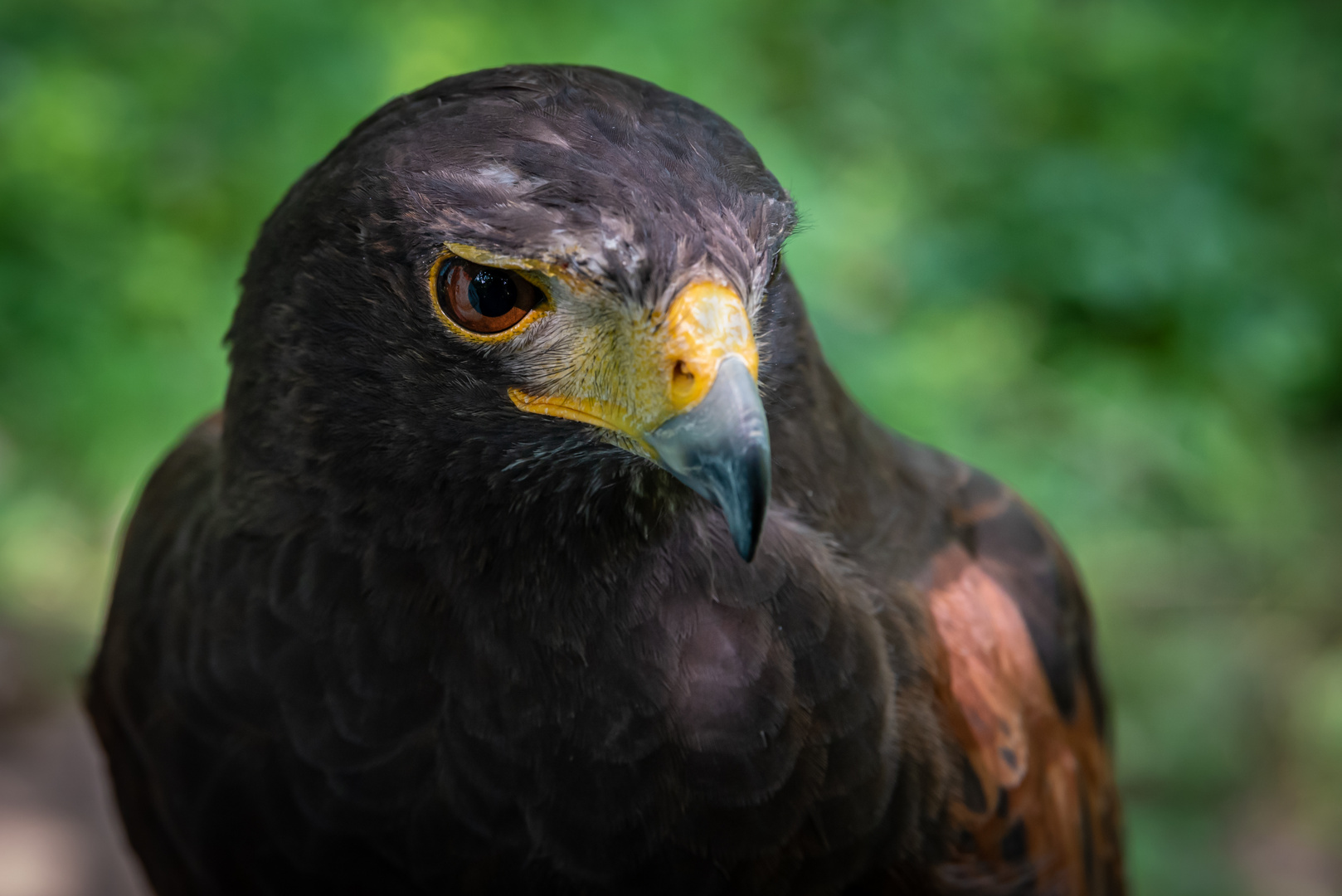 Hunter der Wüstenbussard