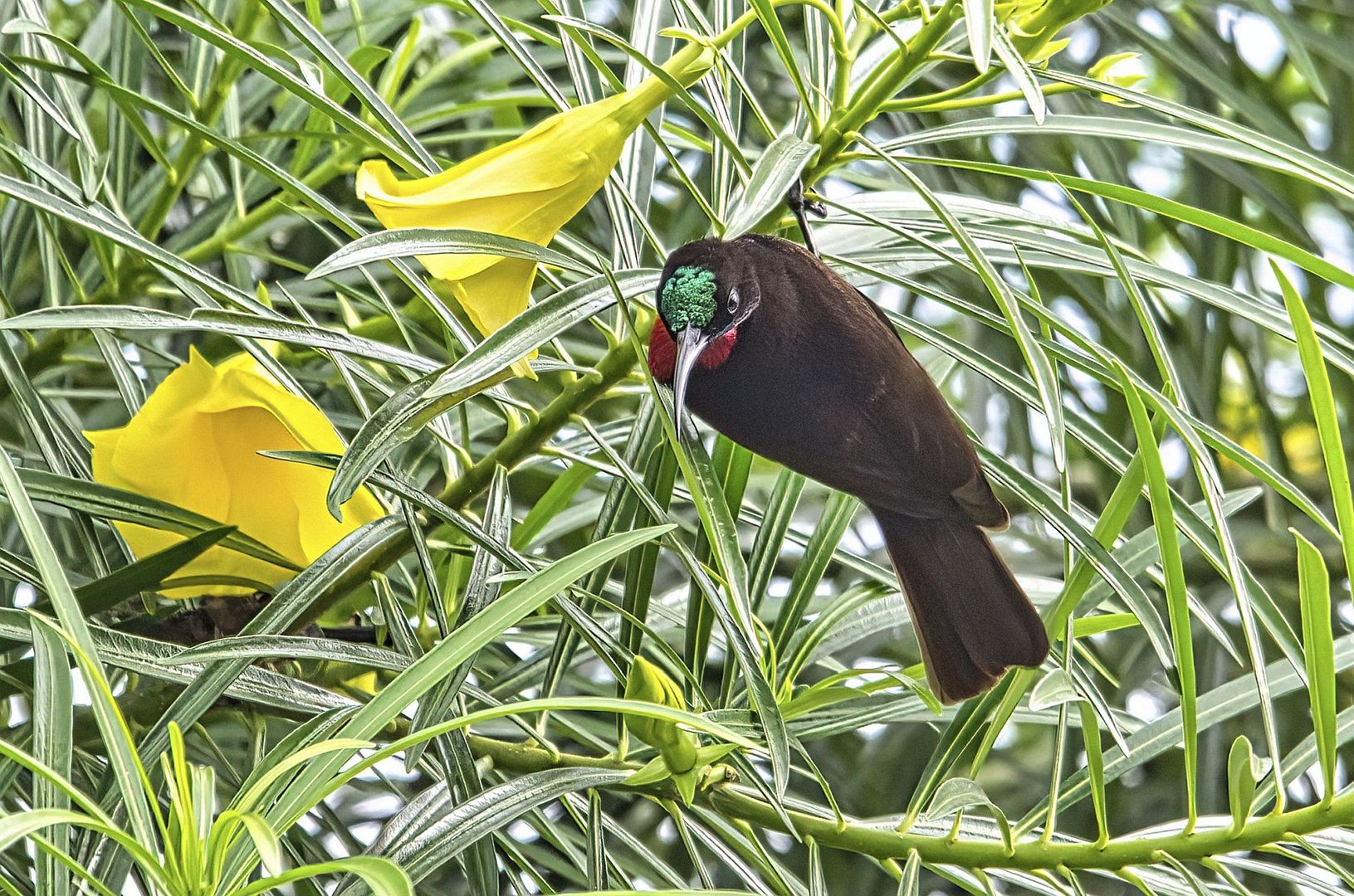 Hunter`s sunbird