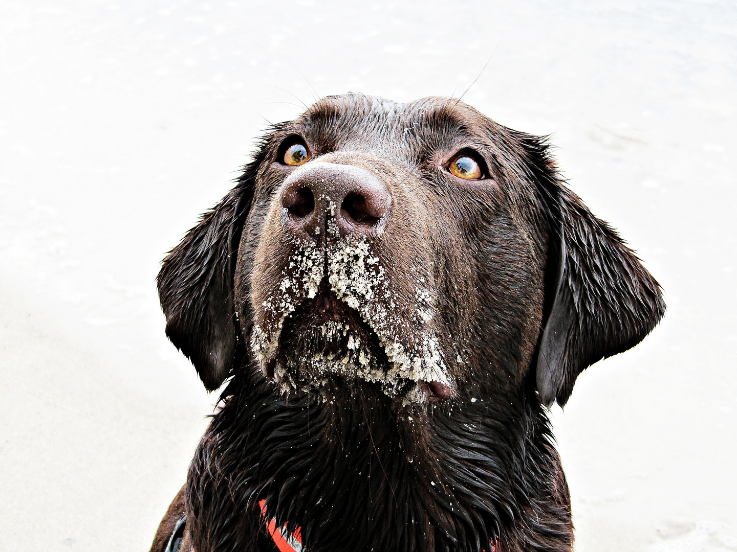 Hunti nach einem Strandspaziergang :-)