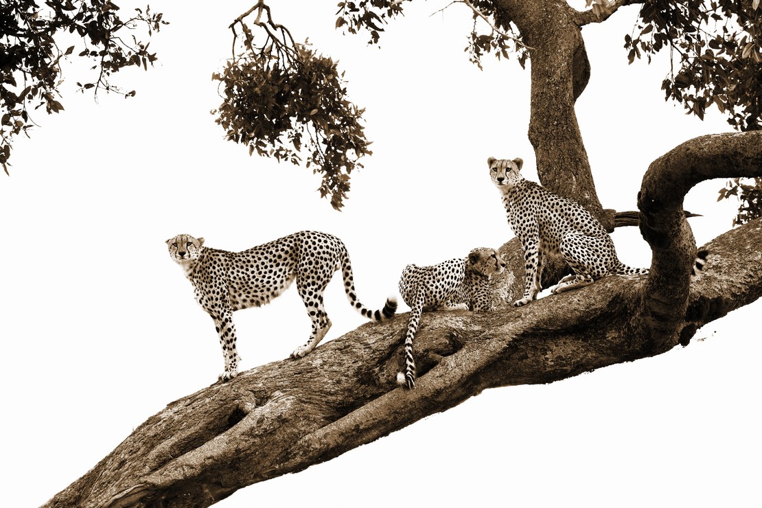 Hunting Cheetahs