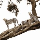 Hunting Cheetahs