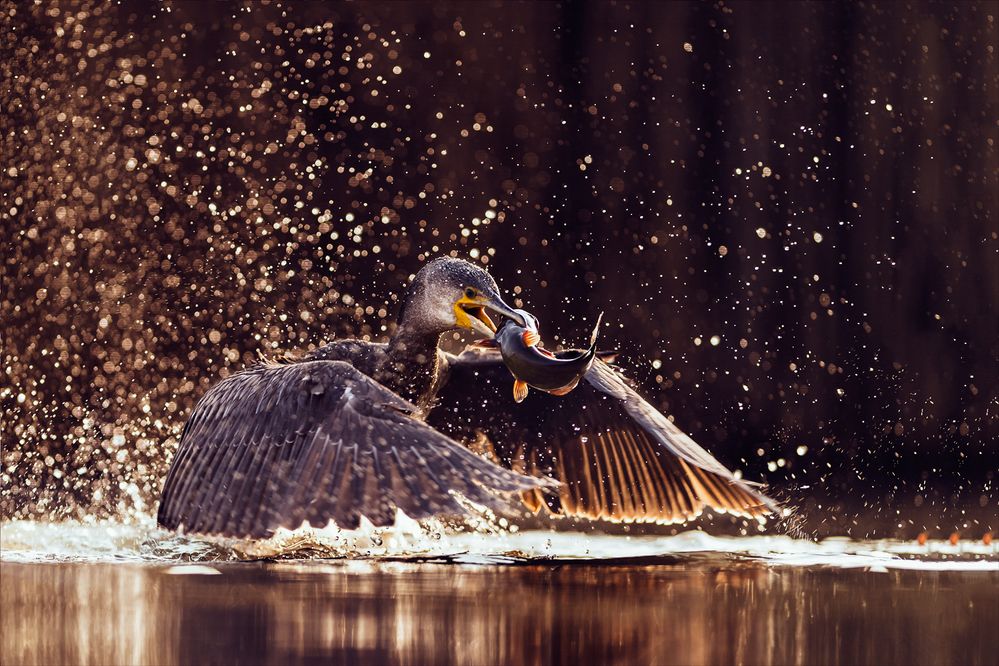 Hunting Cormorand