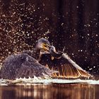 Hunting Cormorand