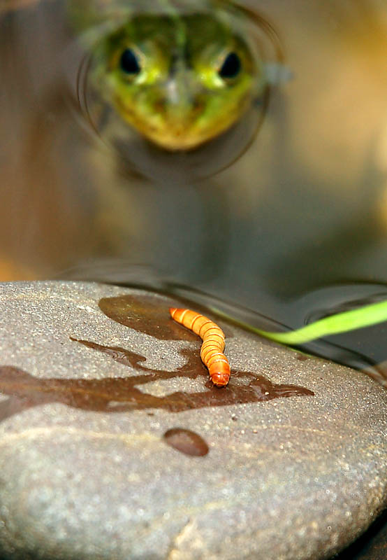 hunting cucumber