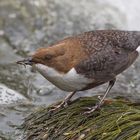 Hunting Dipper