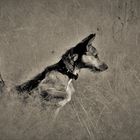 Hunting Dog