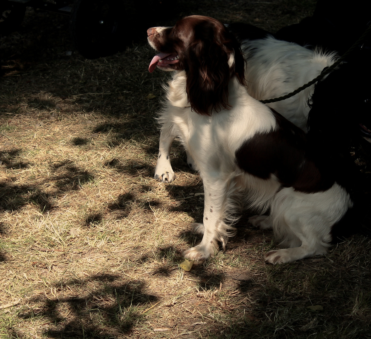 hunting fair in scotland