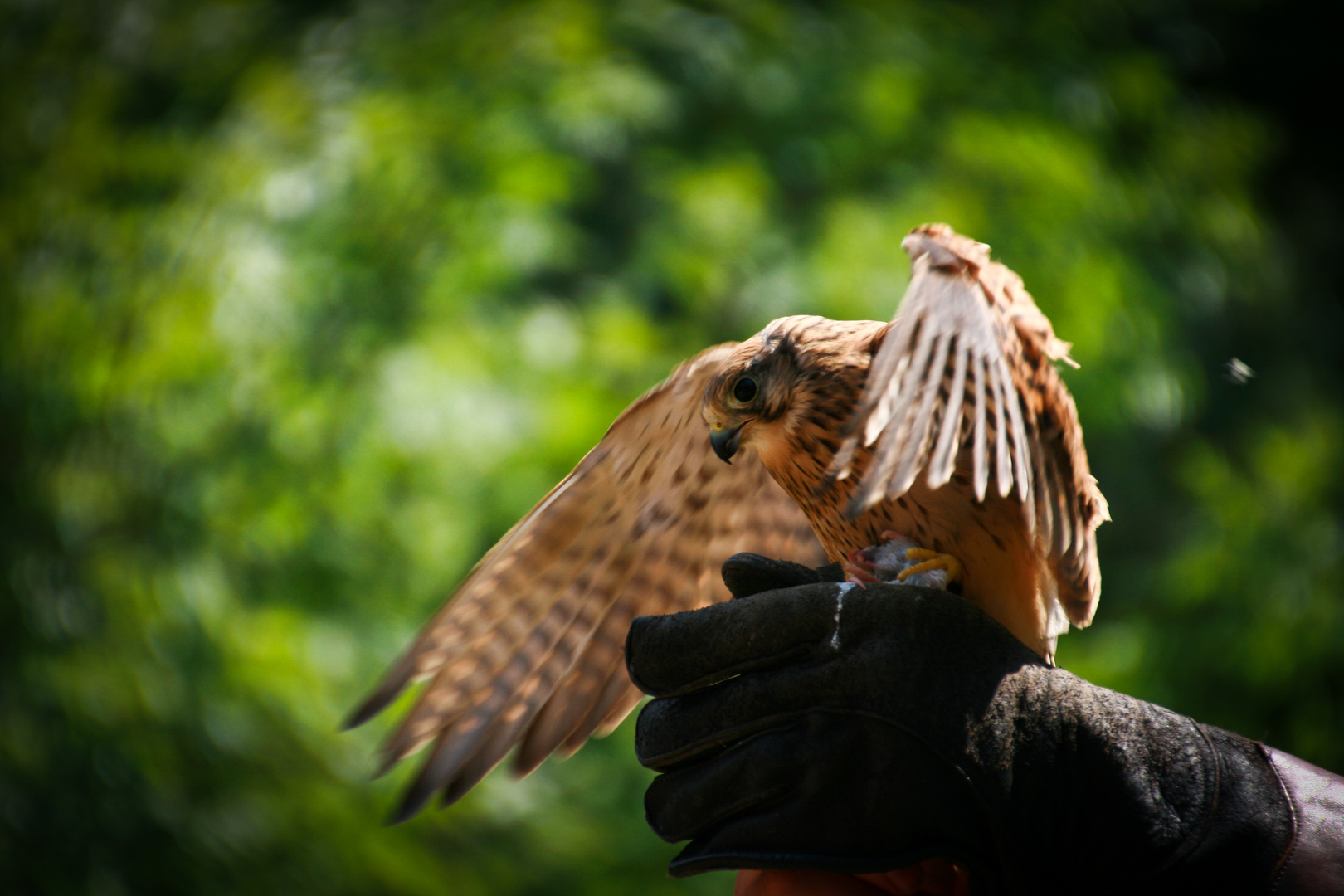 hunting fever | zoo munich