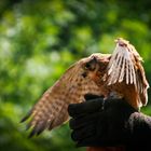 hunting fever | zoo munich