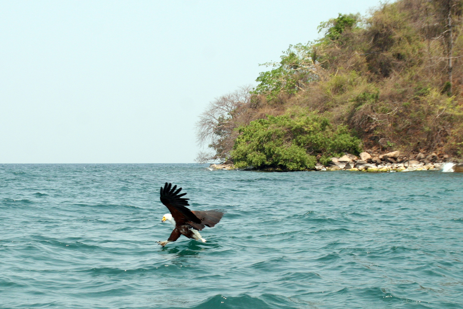 Hunting Fish Eagle