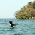 Hunting Fish Eagle