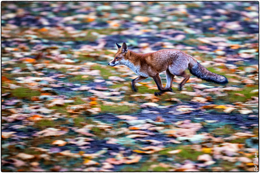 Hunting Fox