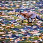 Hunting Fox