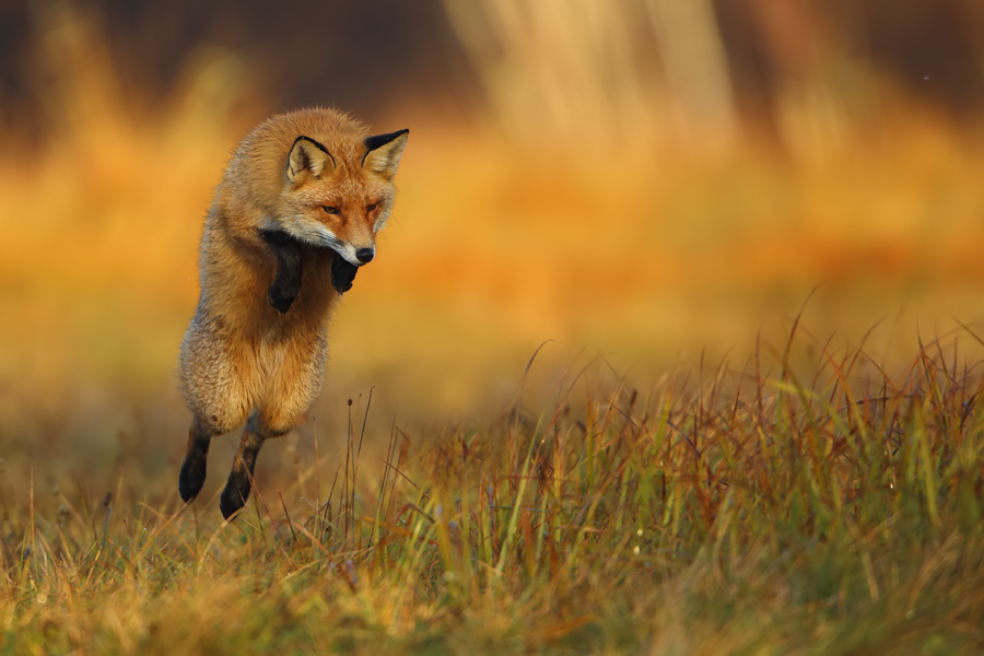 Hunting fox