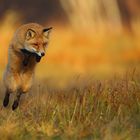 Hunting fox