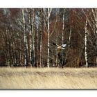 Hunting in the spring sun