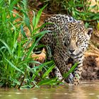 Hunting Jaguar