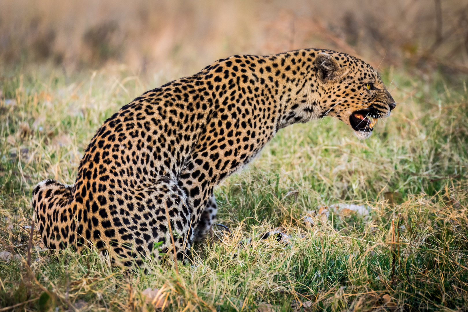 Hunting Leopard