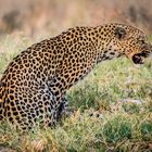 Hunting Leopard